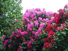 Rhododendron #11