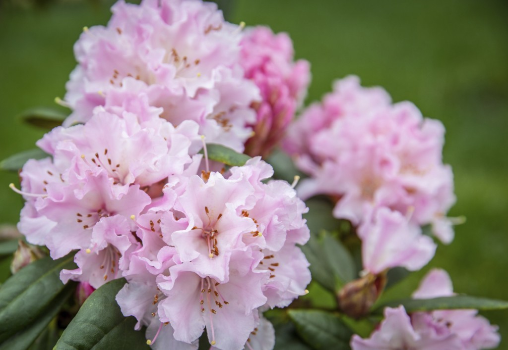 Rhododendron #12