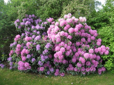 Nice Images Collection: Rhododendron Desktop Wallpapers