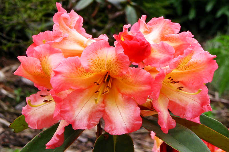 HD Quality Wallpaper | Collection: Earth, 800x532 Rhododendron