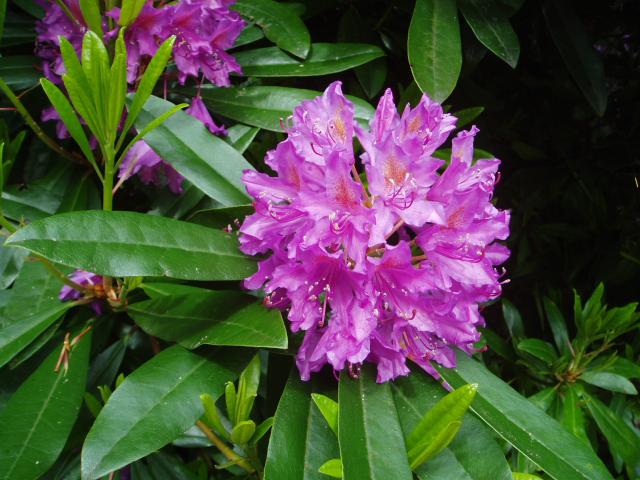 Rhododendron High Quality Background on Wallpapers Vista