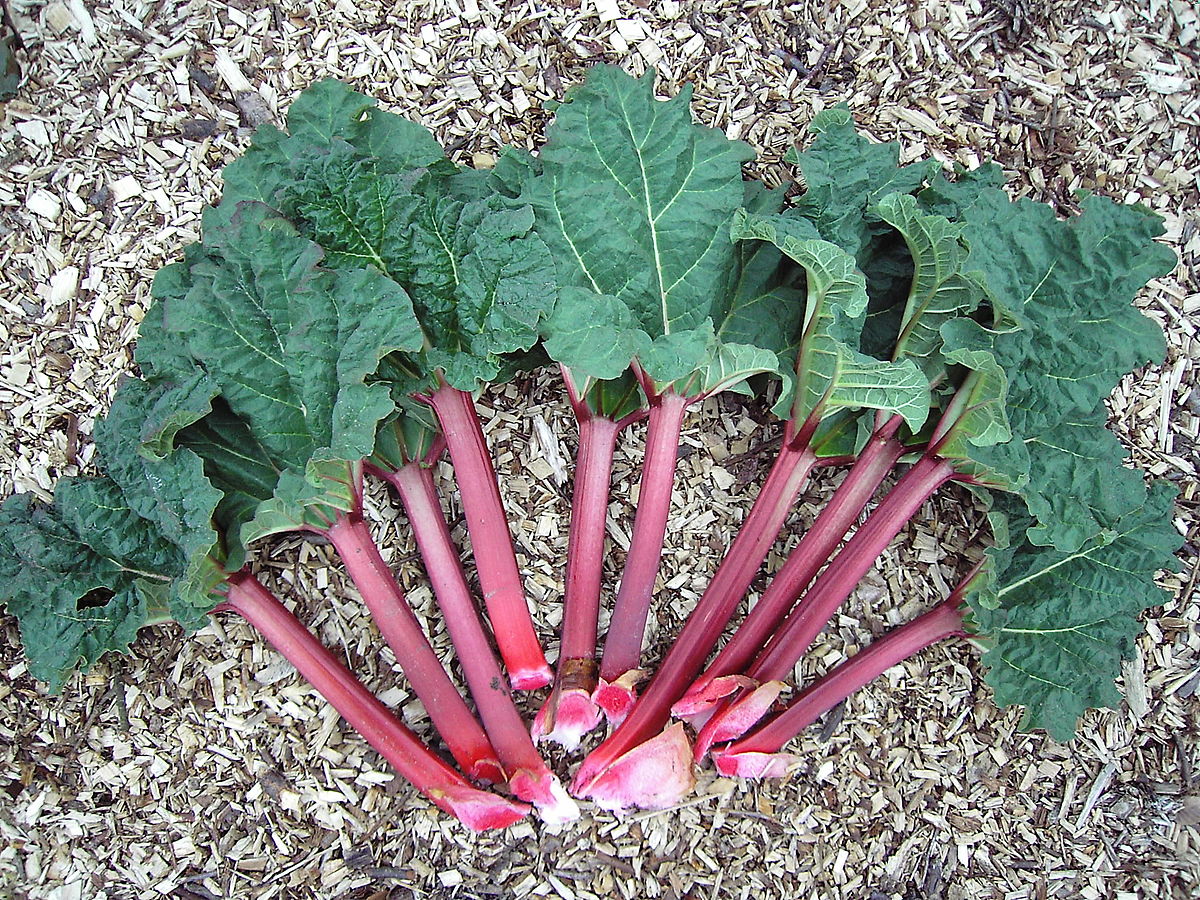 Rhubarb #20