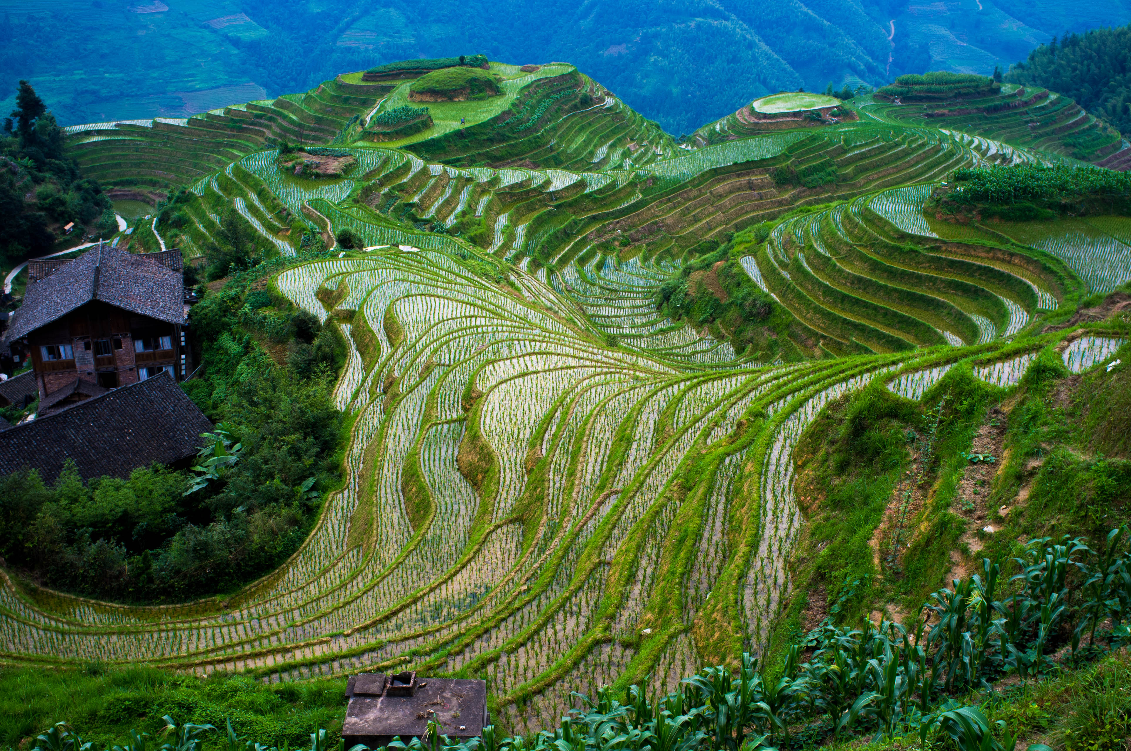 Images of Rice Terrace | 3854x2560