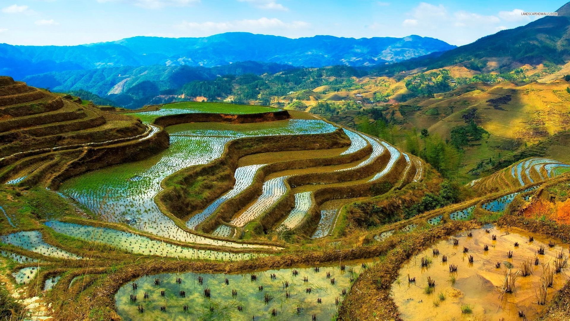 Nice Images Collection: Rice Terrace Desktop Wallpapers