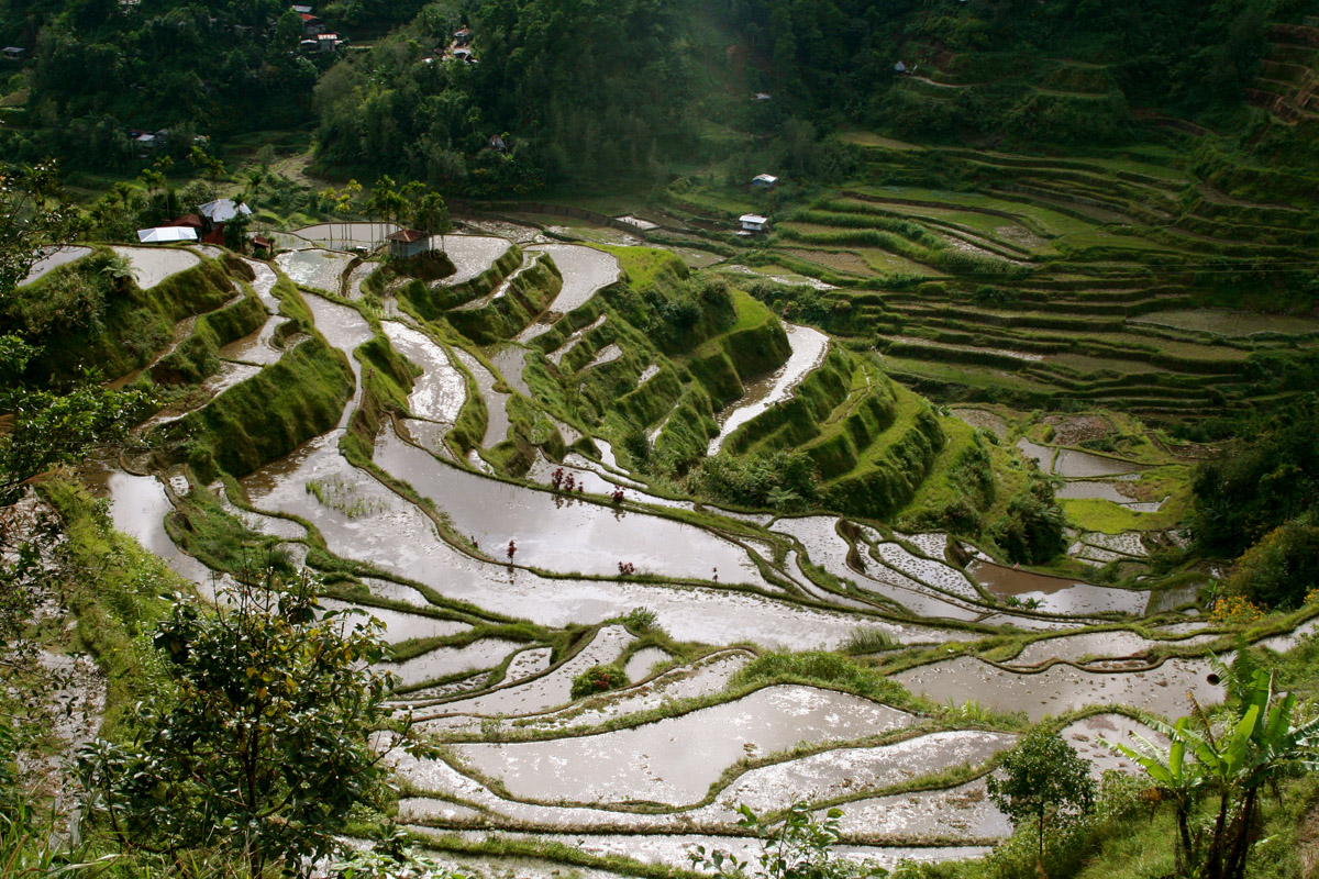 Nice wallpapers Rice Terrace 1200x800px