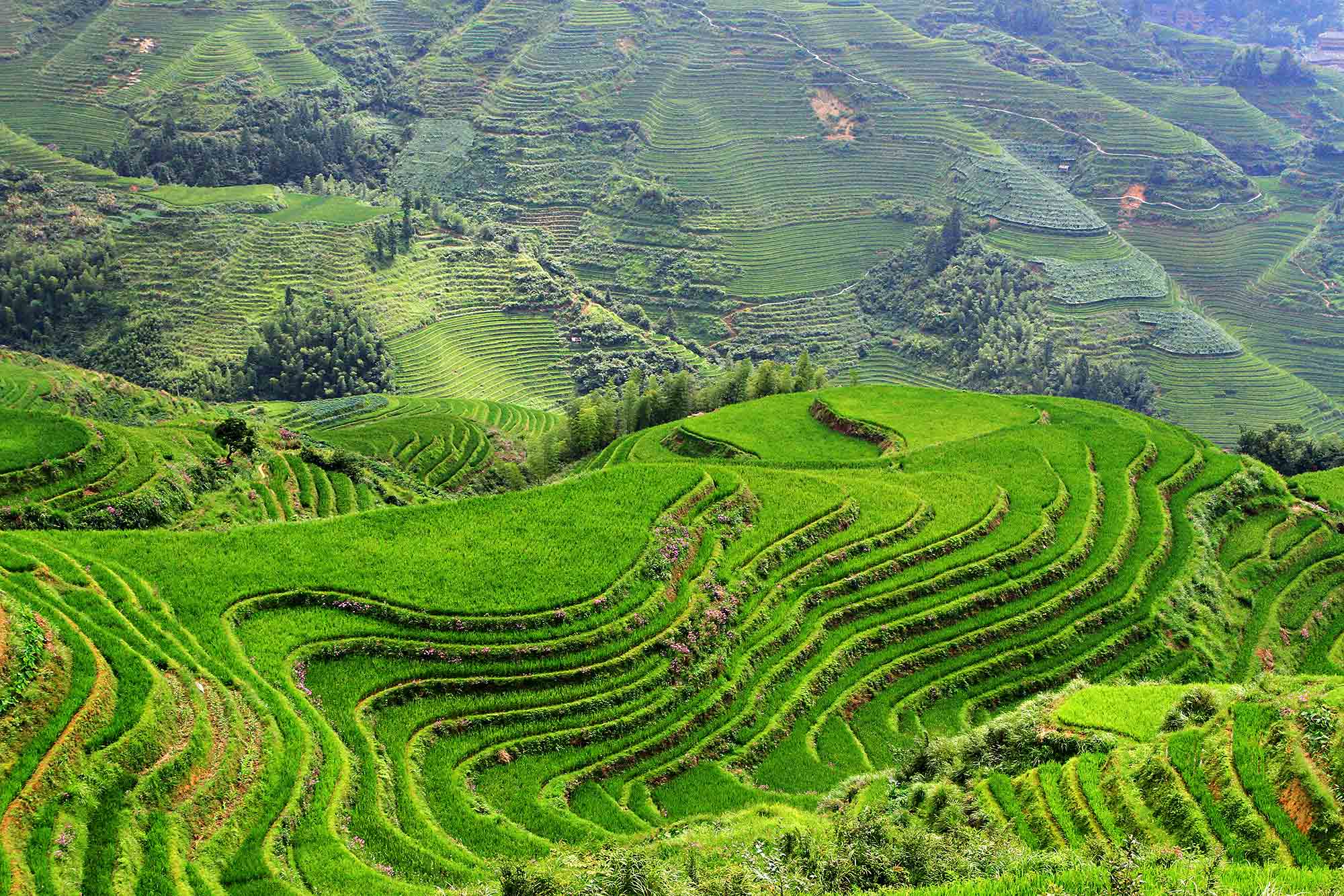 Rice Terrace Pics, Man Made Collection