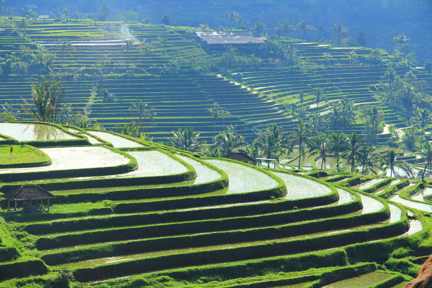Rice Terrace High Quality Background on Wallpapers Vista
