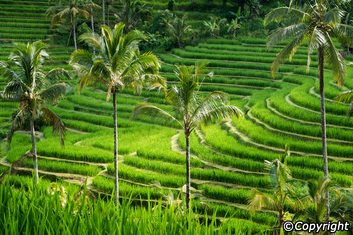 HD Quality Wallpaper | Collection: Man Made, 1200x800 Rice Terrace