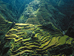 HD Quality Wallpaper | Collection: Man Made, 240x183 Rice Terrace