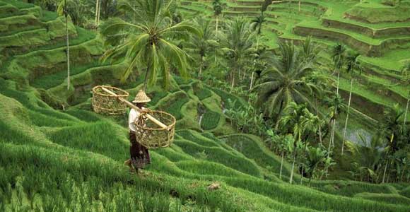Rice Terrace Backgrounds on Wallpapers Vista