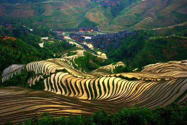 Nice wallpapers Rice Terrace 600x403px