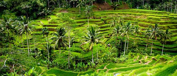 Nice Images Collection: Rice Terrace Desktop Wallpapers
