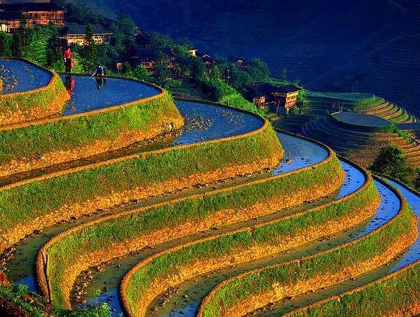 Images of Rice Terrace | 600x453