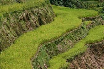 HD Quality Wallpaper | Collection: Man Made, 338x225 Rice Terrace