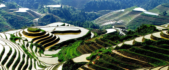 Rice Terrace High Quality Background on Wallpapers Vista