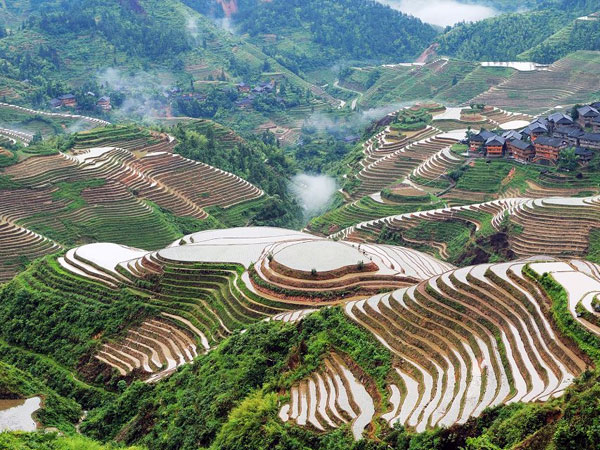 HD Quality Wallpaper | Collection: Man Made, 600x450 Rice Terrace