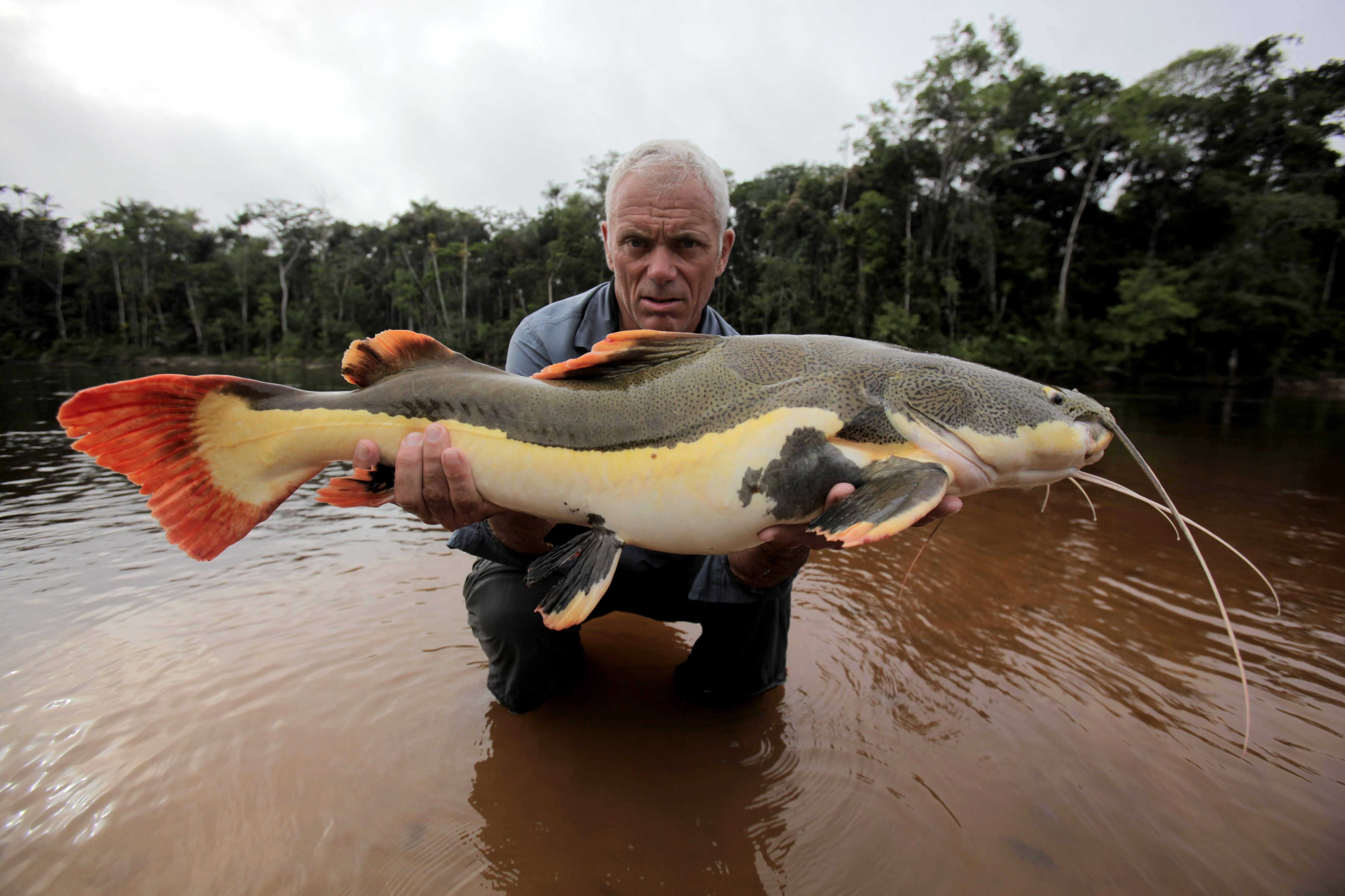 Какая самая крупная пресноводная рыба калининградской области. Бразильская Арапаима речные монстры.