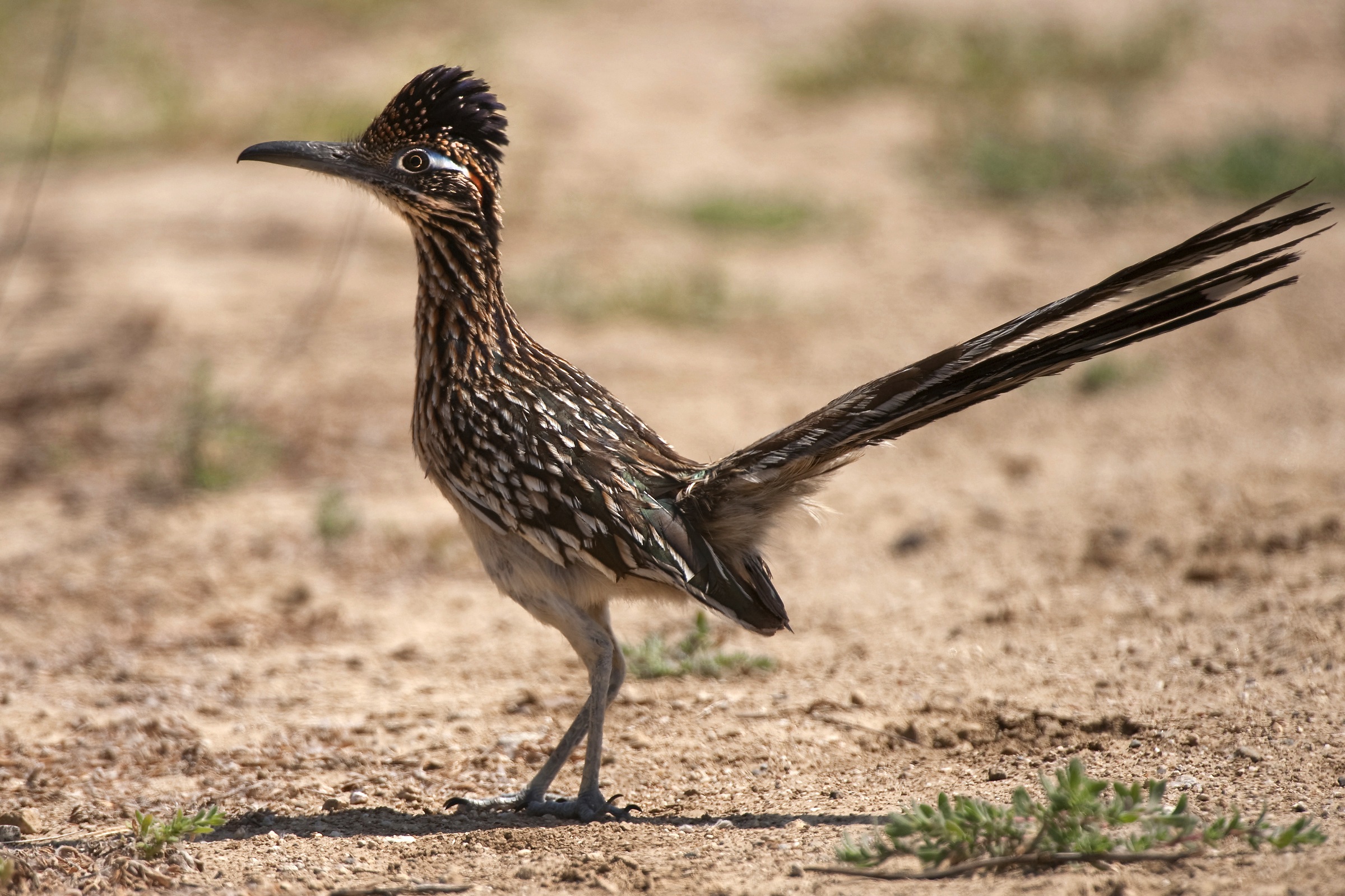 Amazing Roadrunner Pictures & Backgrounds