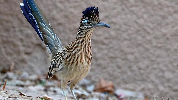Roadrunner Backgrounds, Compatible - PC, Mobile, Gadgets| 700x394 px