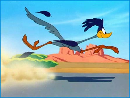 Roadrunner High Quality Background on Wallpapers Vista