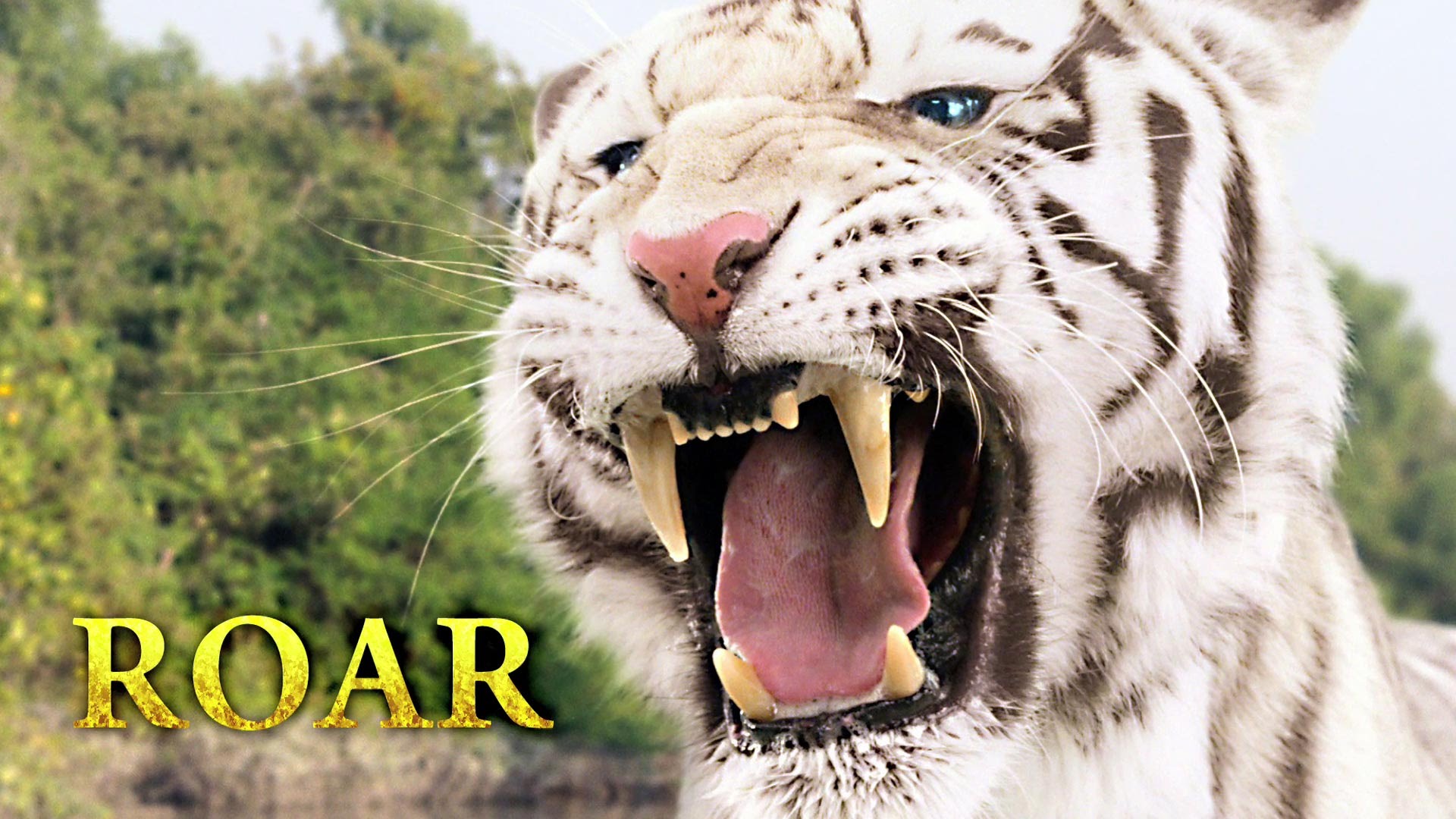 Roar: Tigers Of The Sundarbans Backgrounds, Compatible - PC, Mobile, Gadgets| 1920x1080 px