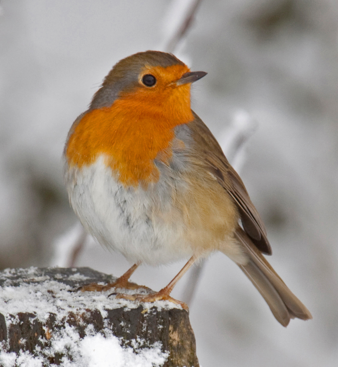 Robin Backgrounds on Wallpapers Vista