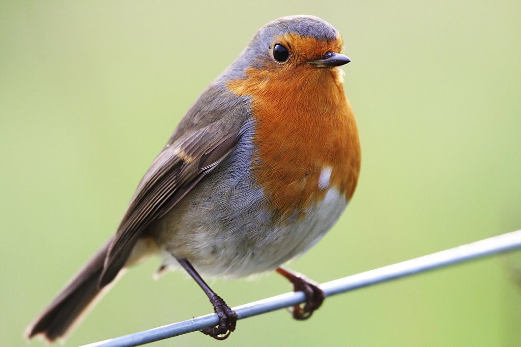 Robin High Quality Background on Wallpapers Vista