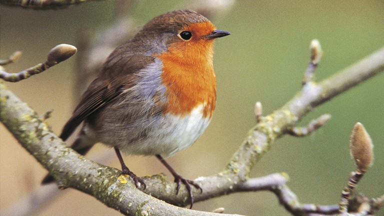 Amazing Robin Pictures & Backgrounds