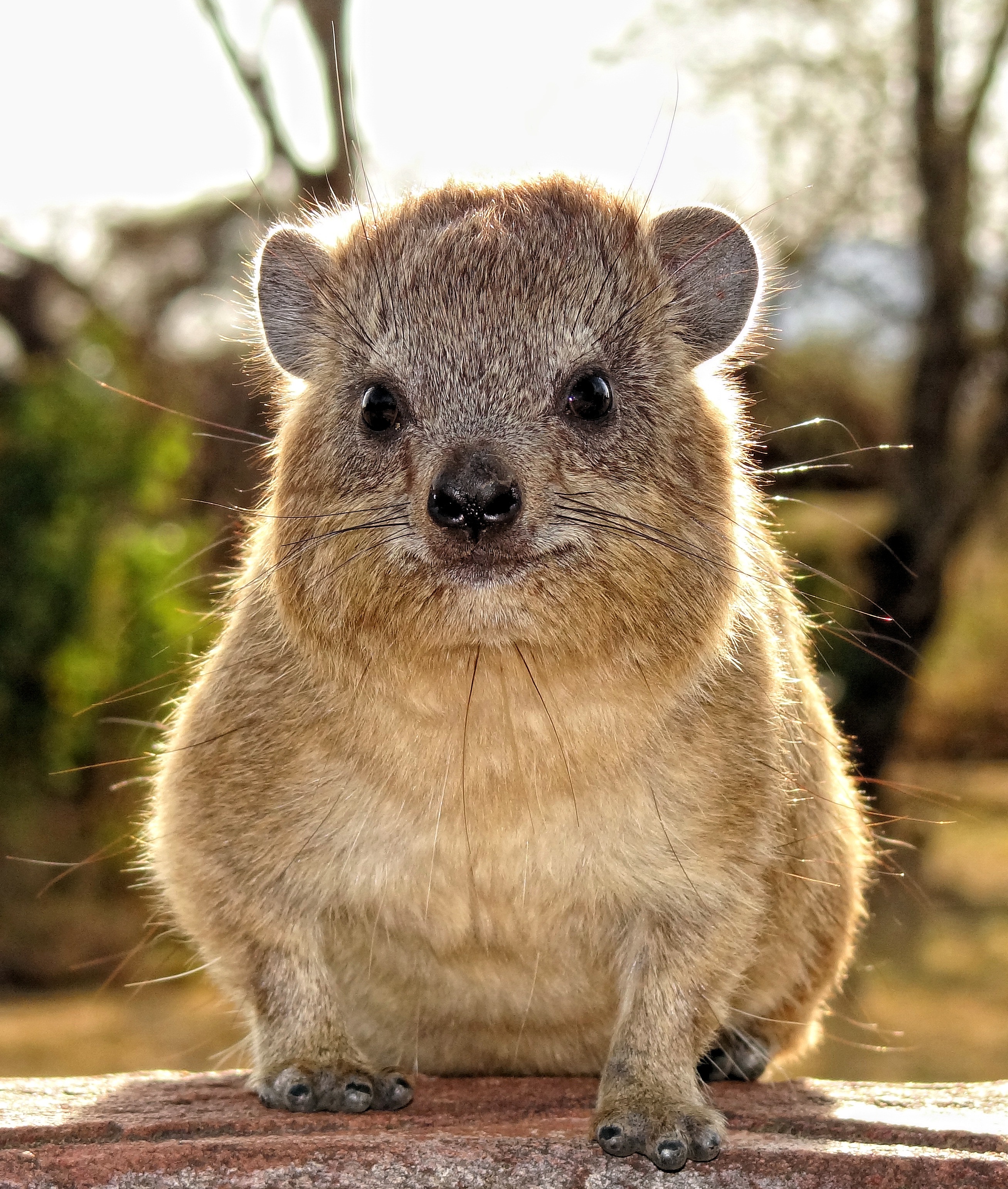 HD Quality Wallpaper | Collection: Animal, 2615x3084 Rock Hyrax