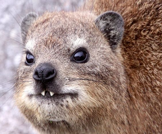 Images of Rock Hyrax | 564x466