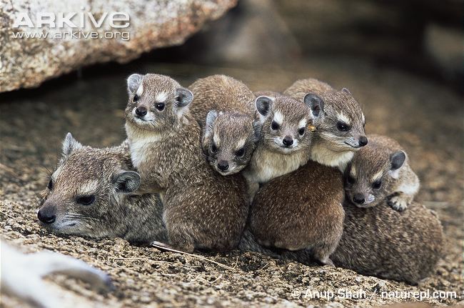 Images of Rock Hyrax | 650x431