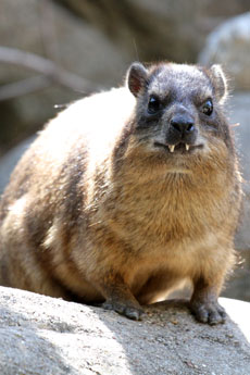 Rock Hyrax Backgrounds, Compatible - PC, Mobile, Gadgets| 230x345 px
