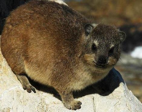 Amazing Rock Hyrax Pictures & Backgrounds