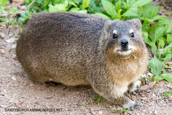 Nice Images Collection: Rock Hyrax Desktop Wallpapers