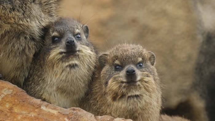 Nice Images Collection: Rock Hyrax Desktop Wallpapers