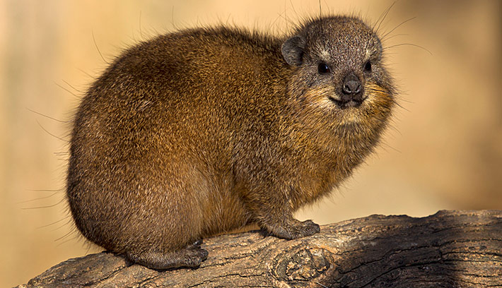 Rock Hyrax Backgrounds on Wallpapers Vista