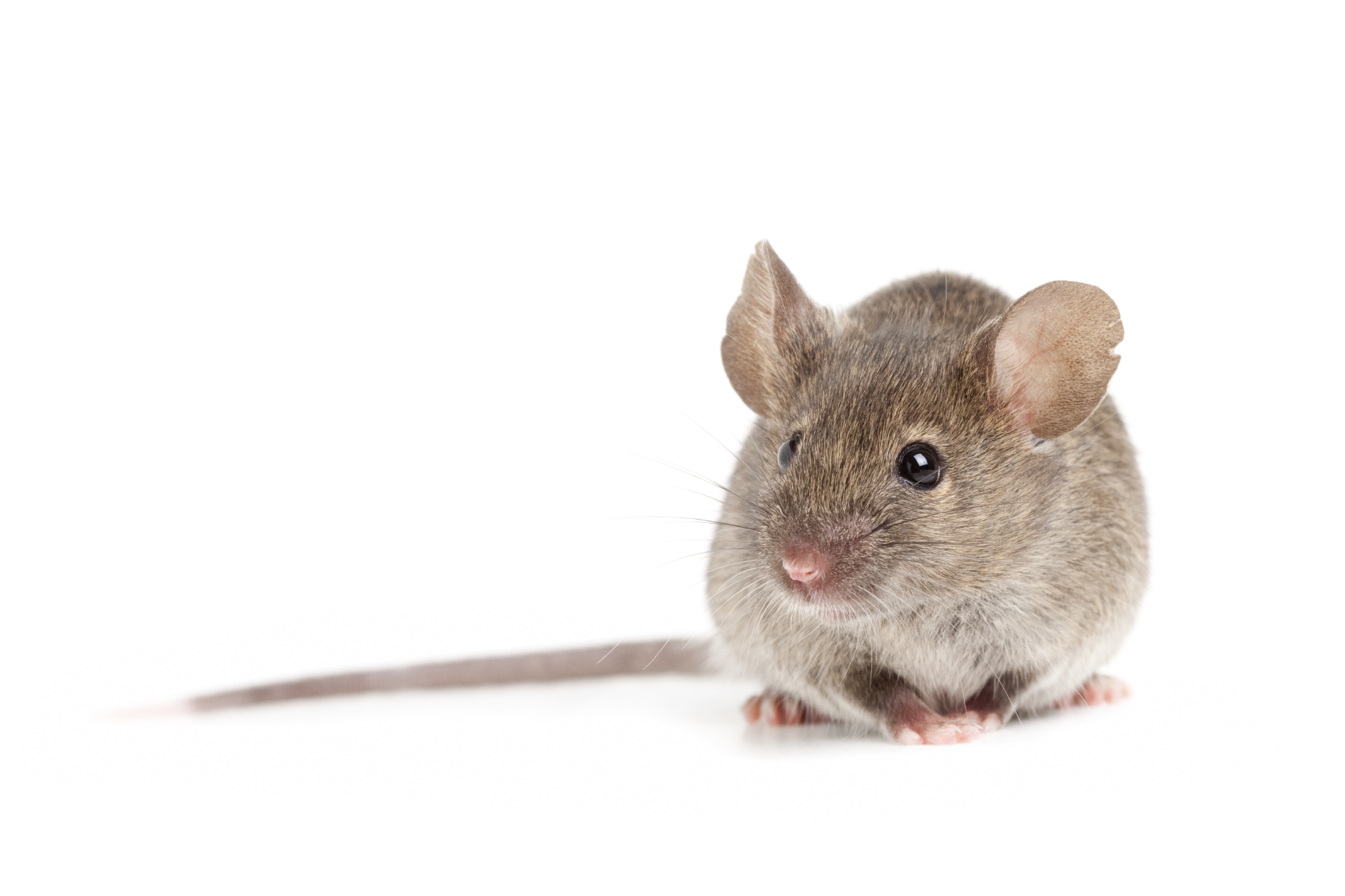 Rodent High Quality Background on Wallpapers Vista