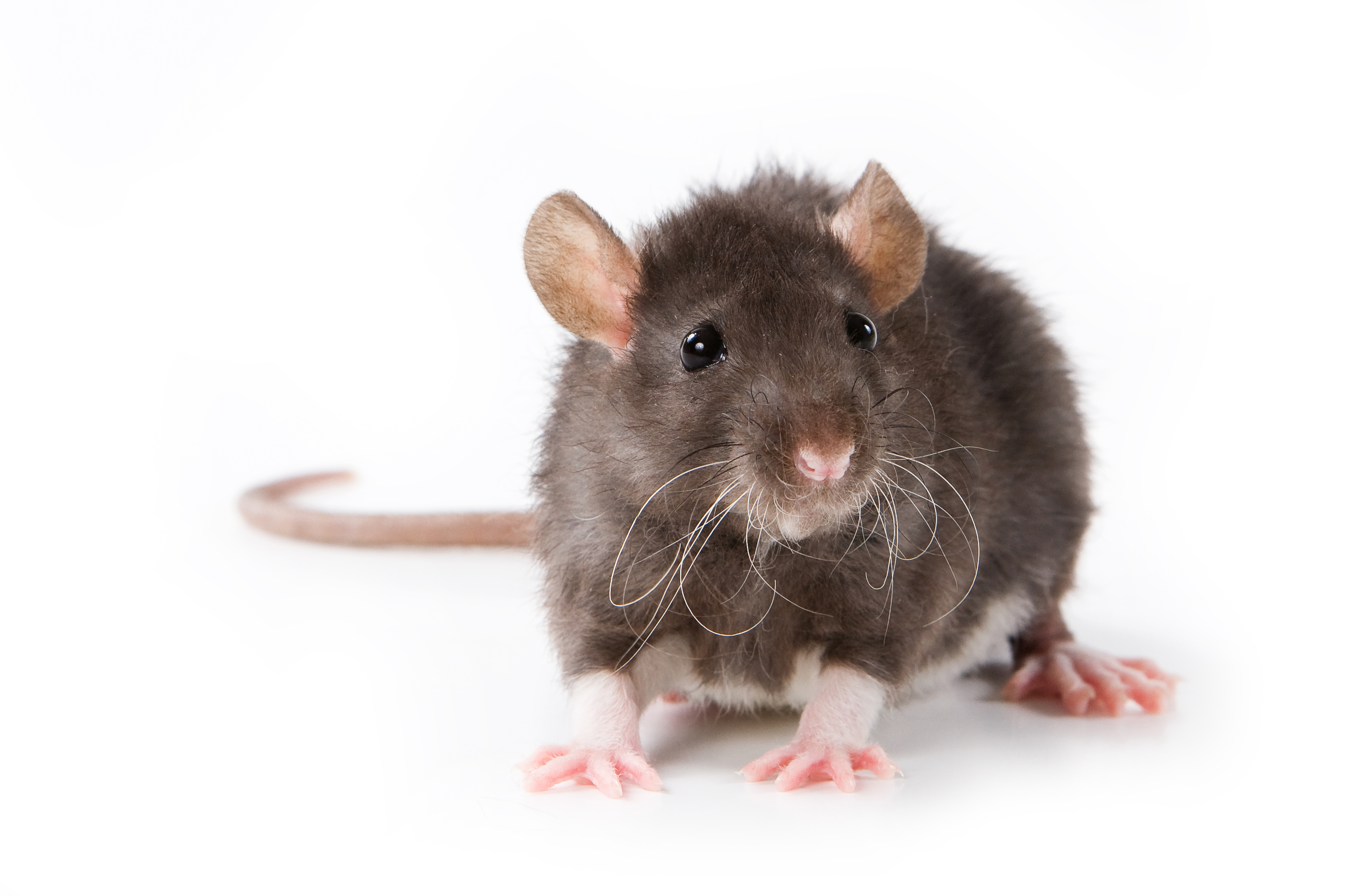 Rodent Backgrounds, Compatible - PC, Mobile, Gadgets| 3487x2324 px