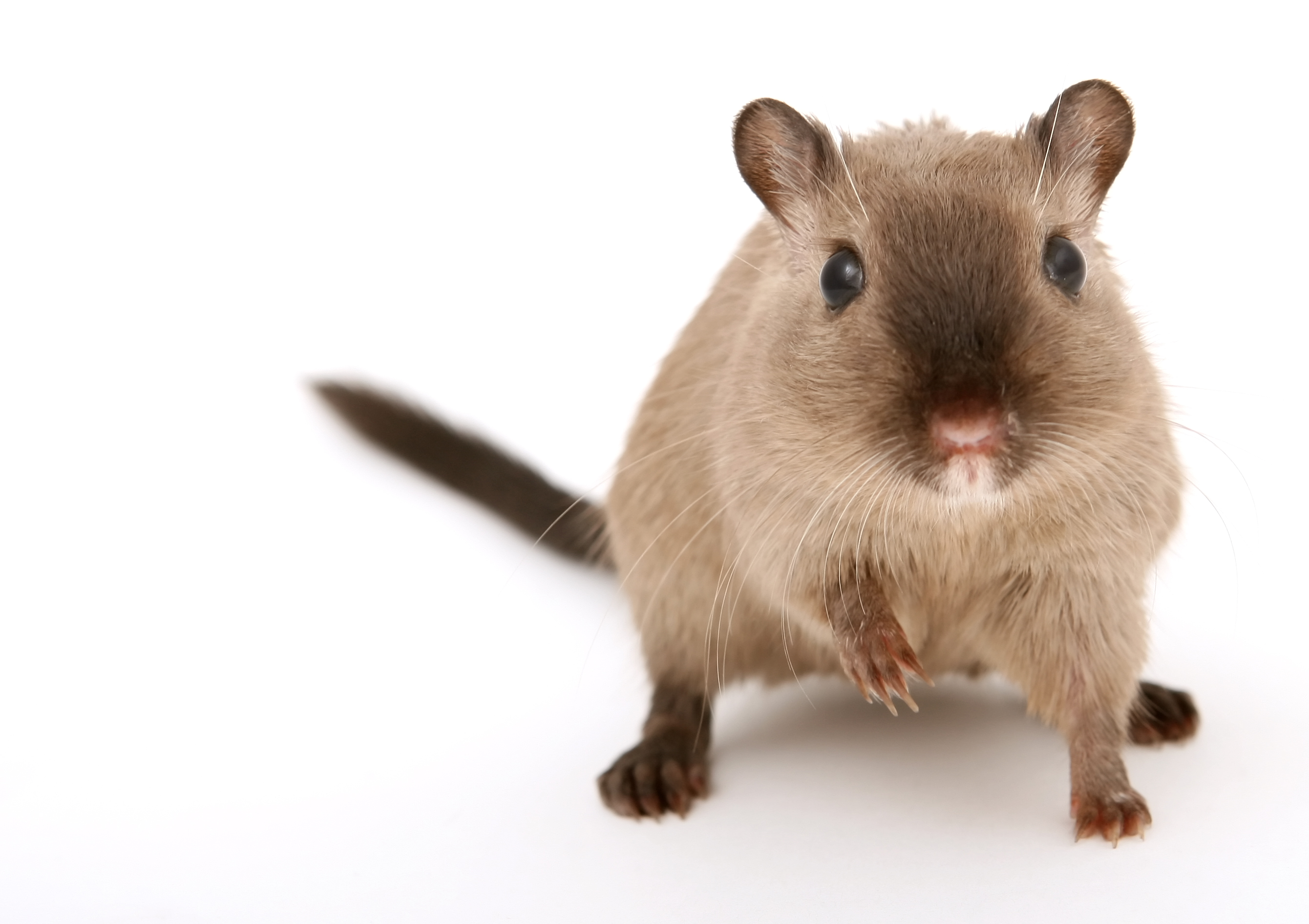 Nice Images Collection: Rodent Desktop Wallpapers