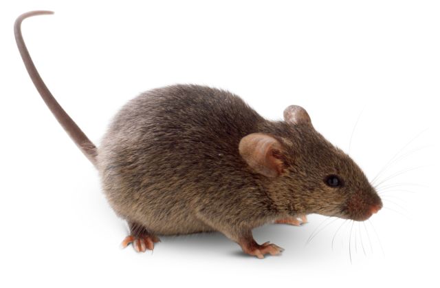 640x418 > Rodent Wallpapers