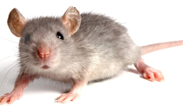 Rodent Backgrounds on Wallpapers Vista
