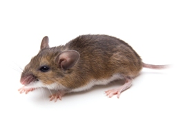 258x194 > Rodent Wallpapers
