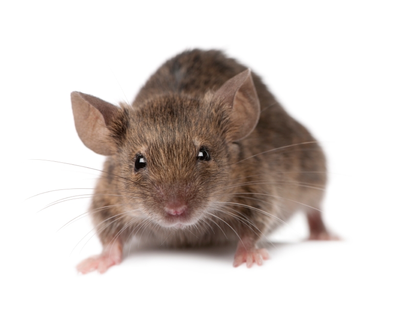 Images of Rodent | 773x621