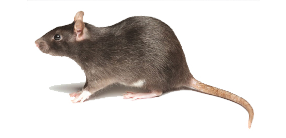Rodent High Quality Background on Wallpapers Vista