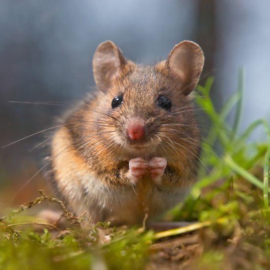 Amazing Rodent Pictures & Backgrounds
