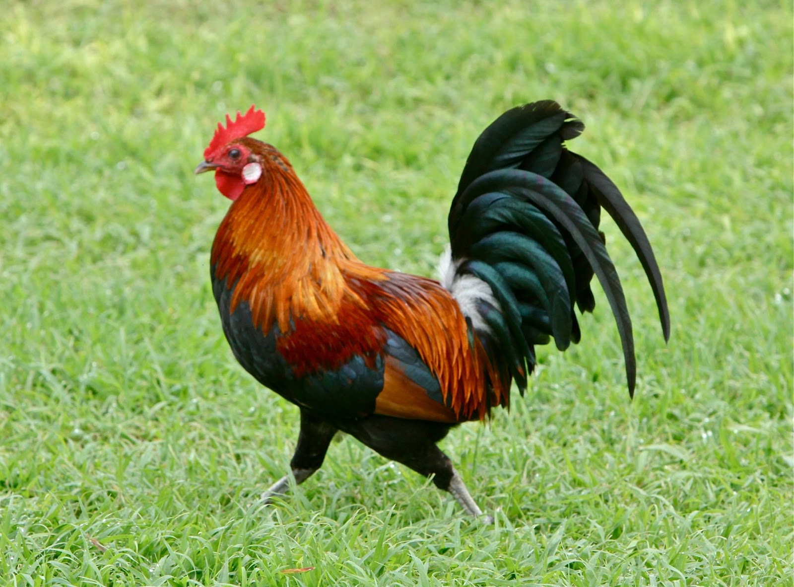 Nice Images Collection: Rooster Desktop Wallpapers