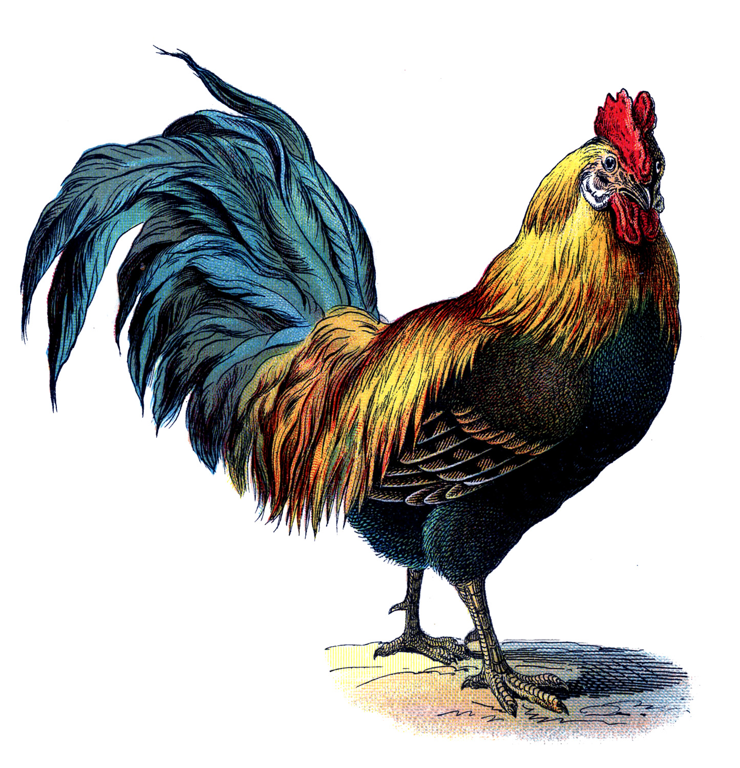 HD Quality Wallpaper | Collection: Animal, 1445x1500 Rooster