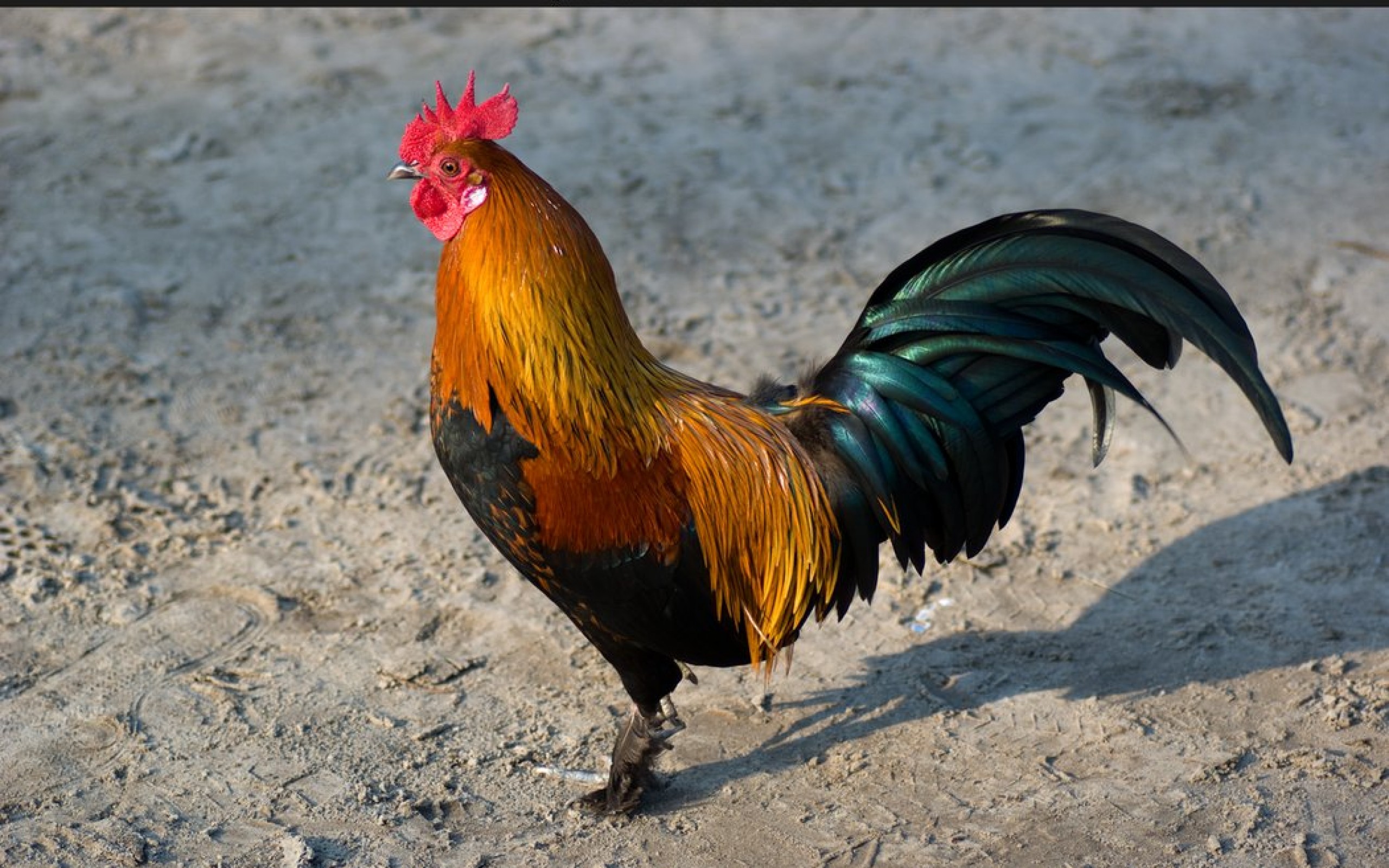 HD Quality Wallpaper | Collection: Animal, 2560x1600 Rooster