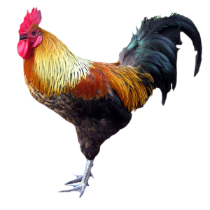 300x300 > Rooster Wallpapers