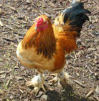 Rooster High Quality Background on Wallpapers Vista